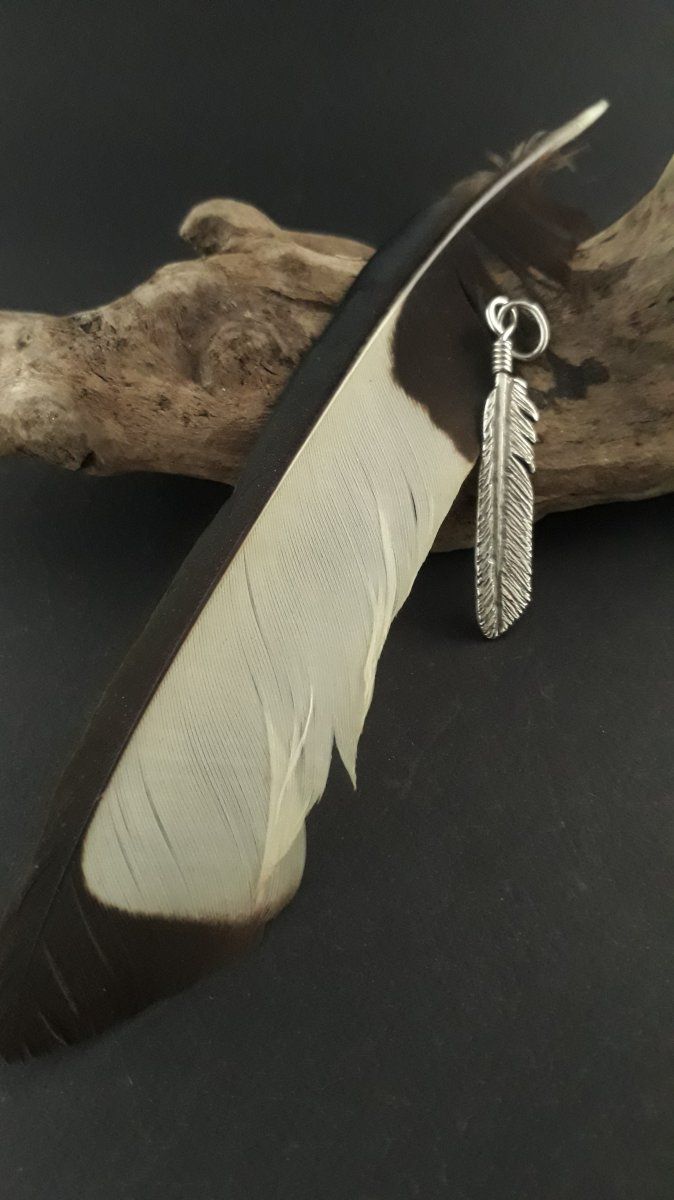 Plume de pie voleuse